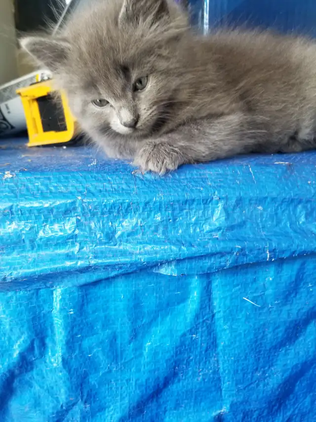 Kittens available - Photo 2
