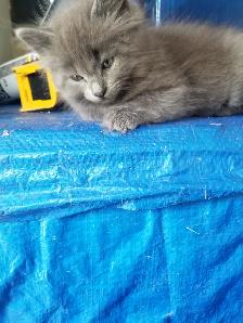 Kittens available - Photo 2