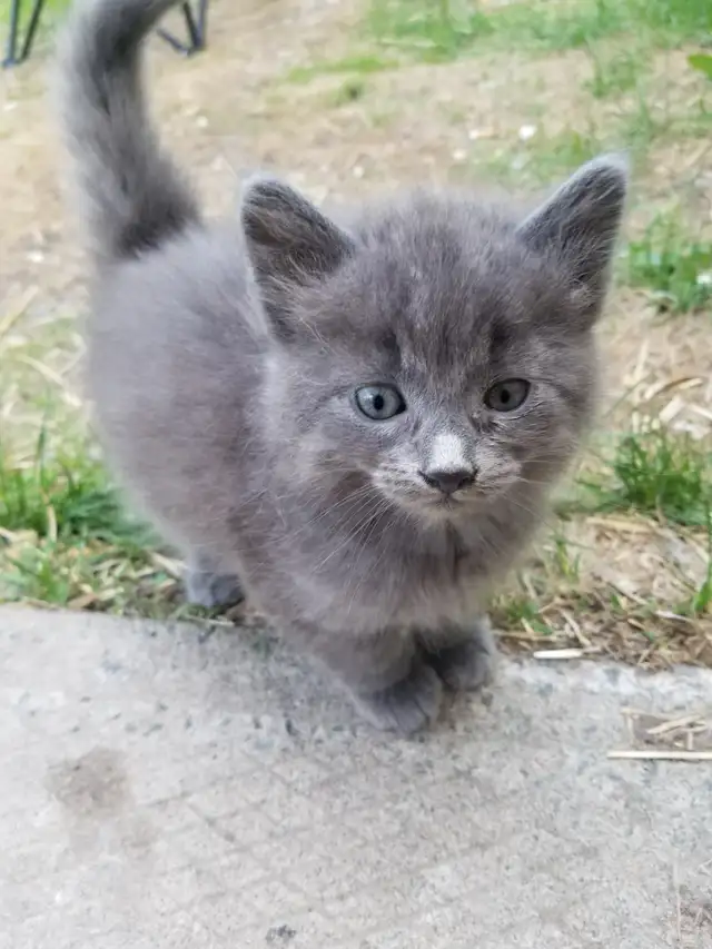 Kittens available - Photo 3