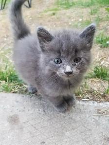 Kittens available - Photo 3