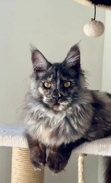 Maine Coon Kittens: Ready Now & July Reservation