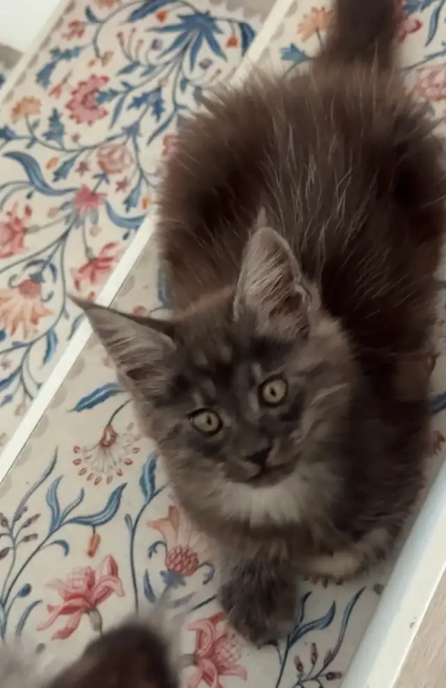 Maine Coon Kittens: Ready Now & July Reservation - Photo 2