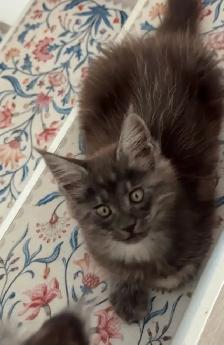 Maine Coon Kittens: Ready Now & July Reservation - Photo 2
