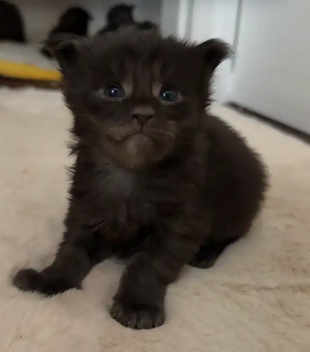 Maine Coon Kittens: Ready Now & July Reservation - Photo 4