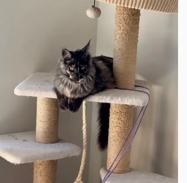 Maine Coon Kittens: Ready Now & July Reservation - Photo 5