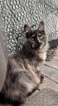 Maine Coon Kittens: Ready Now & July Reservation - Photo 6