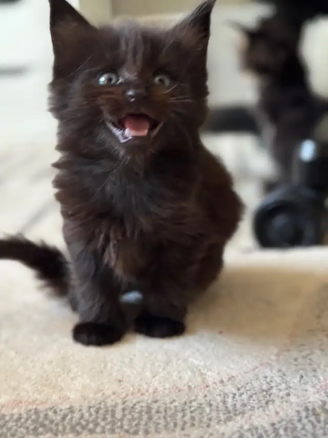 Maine Coon Kittens: Ready Now & July Reservation - Photo 8