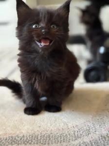 Maine Coon Kittens: Ready Now & July Reservation - Photo 8