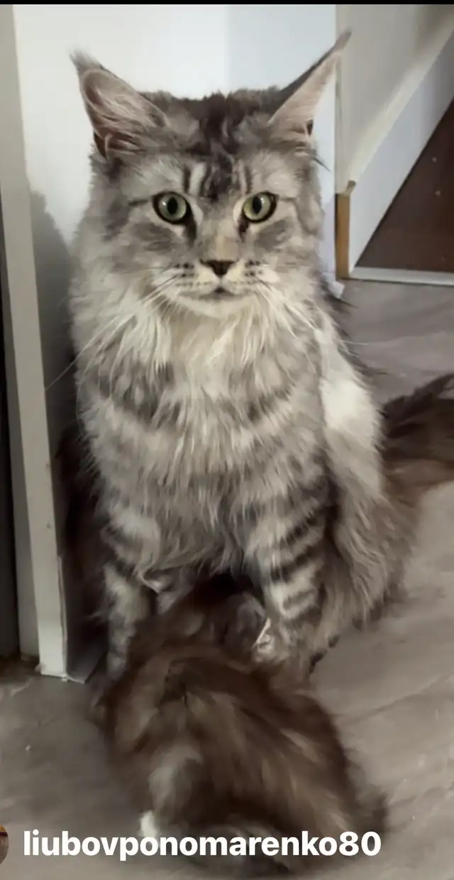 Maine Coon Kittens: Ready Now & July Reservation - Photo 10