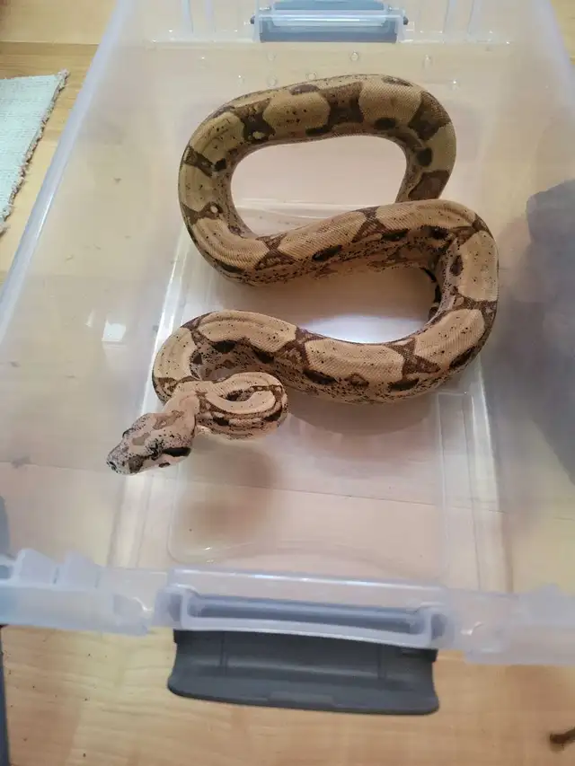 boas and carpet python - Photo 2