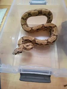 boas and carpet python - Photo 2
