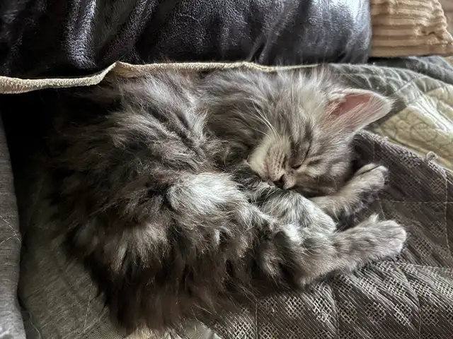 Main Coon Chatons majestueux