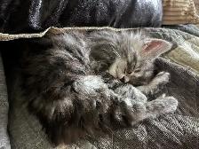 Main Coon Chatons majestueux