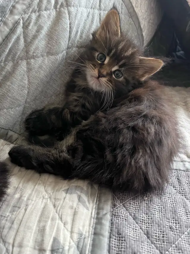 Main Coon Chatons majestueux - Photo 2