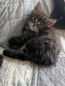 Main Coon Chatons majestueux - Photo 2