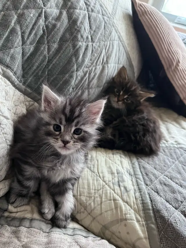 Main Coon Chatons majestueux - Photo 3