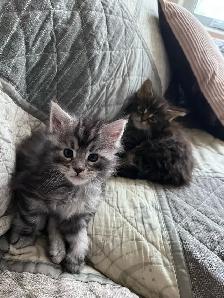 Main Coon Chatons majestueux - Photo 3