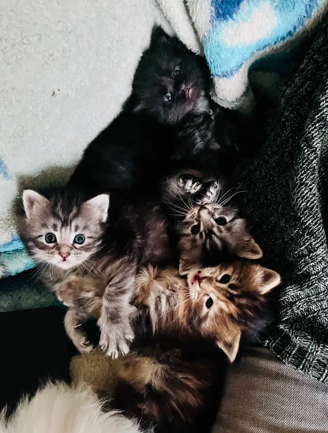 Main Coon Chatons majestueux - Photo 4