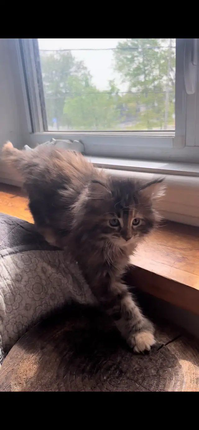 Main Coon Chatons majestueux - Photo 5