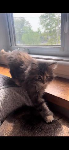 Main Coon Chatons majestueux - Photo 5
