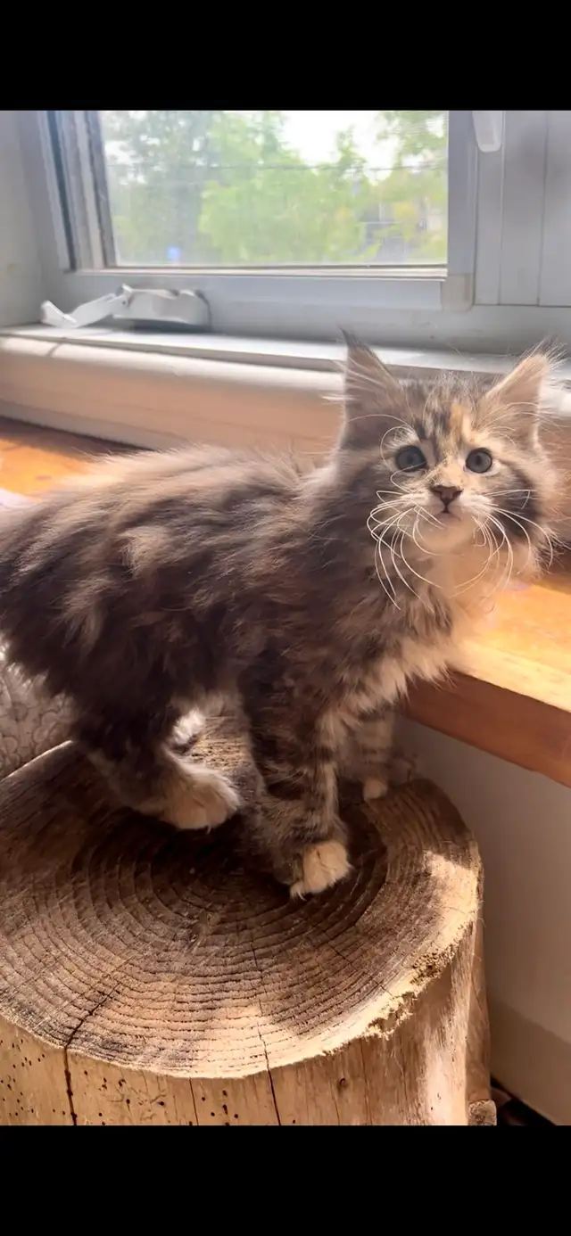 Main Coon Chatons majestueux - Photo 6