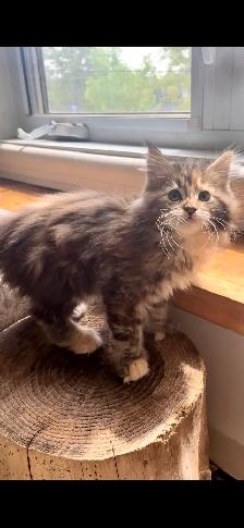 Main Coon Chatons majestueux - Photo 6