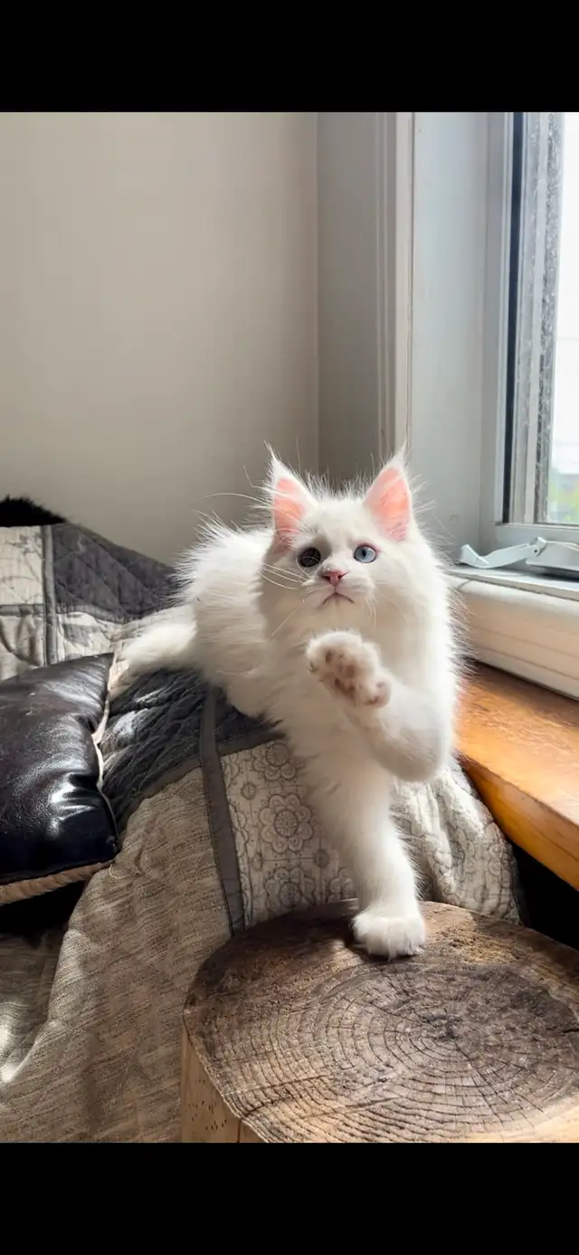 Main Coon Chatons majestueux - Photo 7
