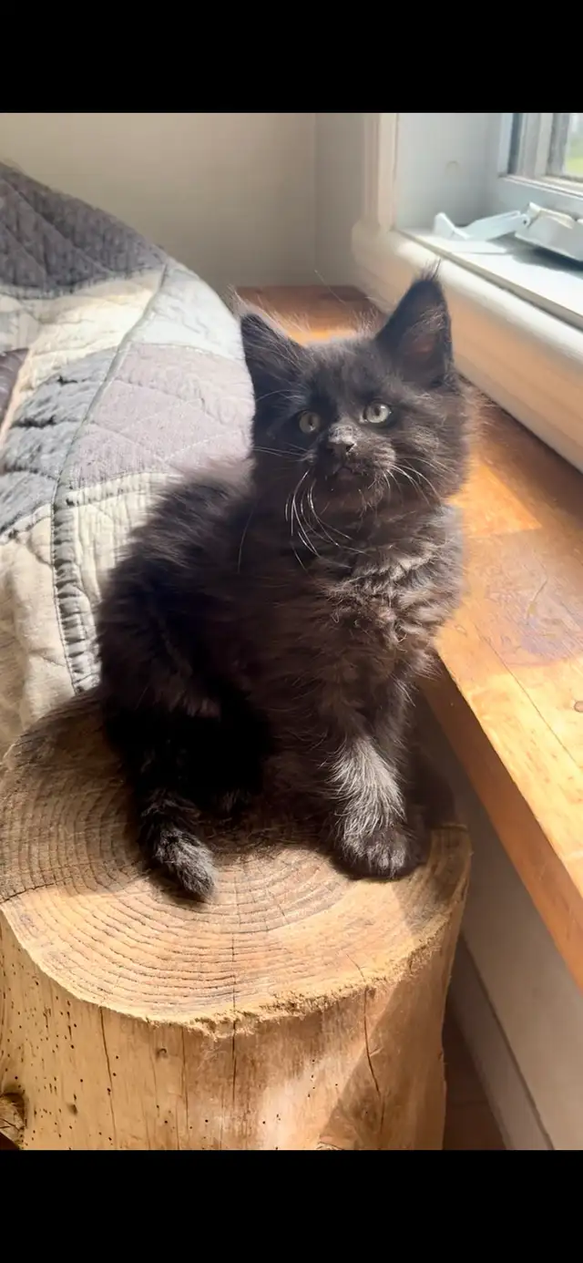 Main Coon Chatons majestueux - Photo 8