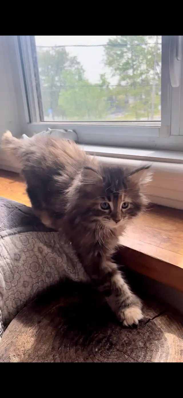Main Coon Chatons majestueux - Photo 9