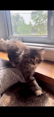 Main Coon Chatons majestueux - Photo 9