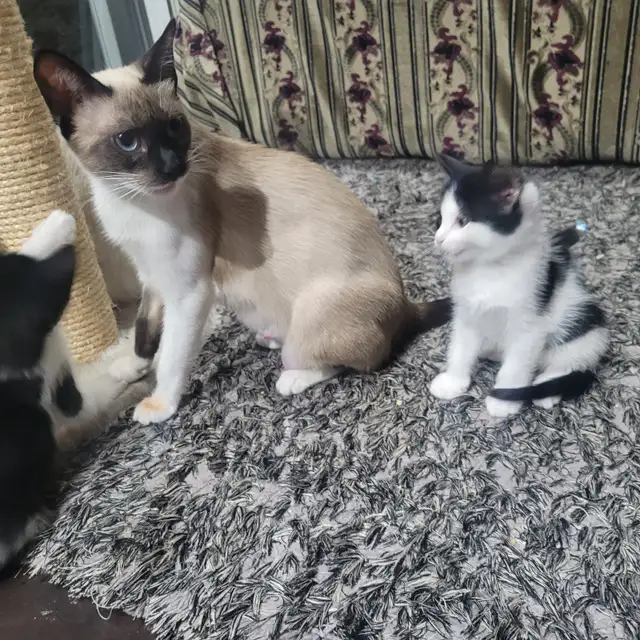Chattons adorables - Photo 6