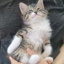 Chattons adorables - Photo 7