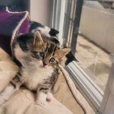 Chattons adorables - Photo 9