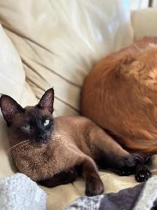 Chat tonkinois