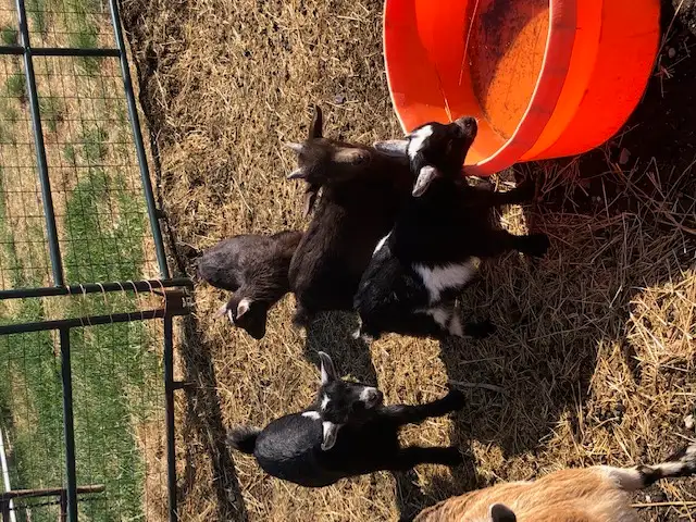 Nigerian dwarf goat kids for sale
