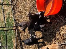 Nigerian dwarf goat kids for sale