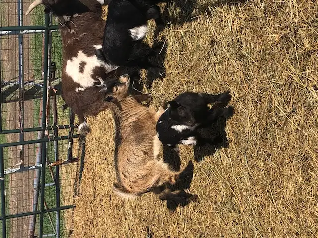 Nigerian dwarf goat kids for sale - Photo 2