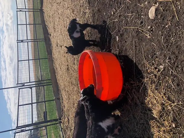 Nigerian dwarf goat kids for sale - Photo 3