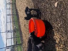 Nigerian dwarf goat kids for sale - Photo 3