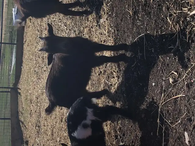 Nigerian dwarf goat kids for sale - Photo 4