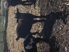 Nigerian dwarf goat kids for sale - Photo 4