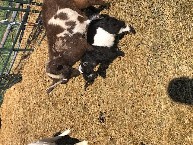 Nigerian dwarf goat kids for sale - Photo 5