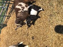 Nigerian dwarf goat kids for sale - Photo 5