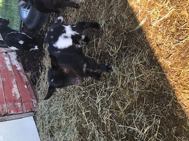 Nigerian dwarf goat kids for sale - Photo 6