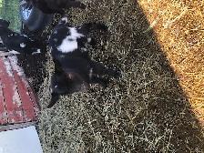 Nigerian dwarf goat kids for sale - Photo 6