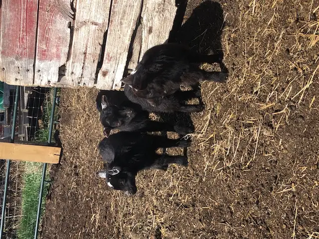 Nigerian dwarf goat kids for sale - Photo 7