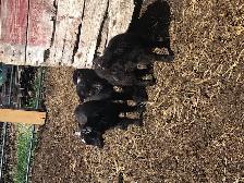 Nigerian dwarf goat kids for sale - Photo 7