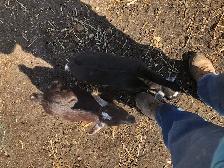 Nigerian dwarf goat kids for sale - Photo 8