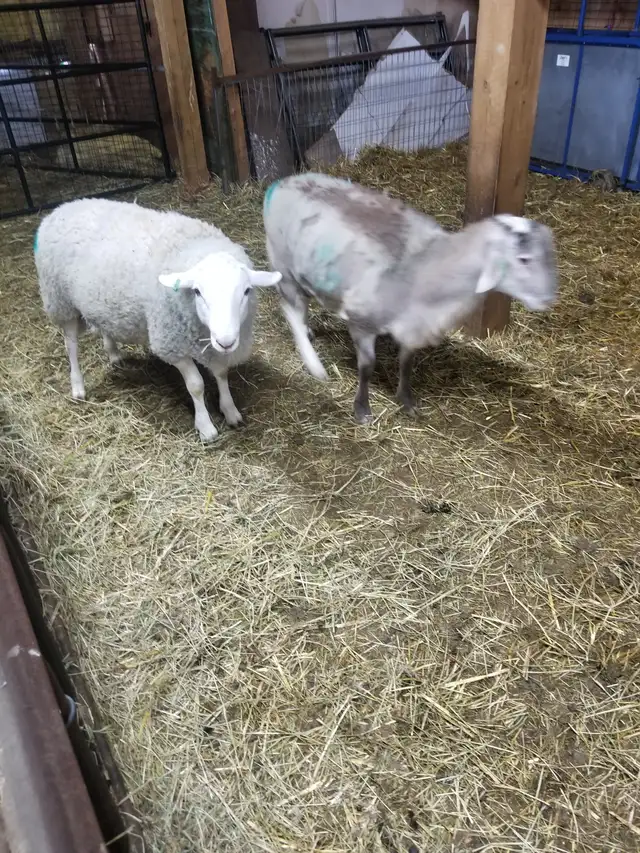 Lambs ready to burcher