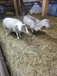 Lambs ready to burcher